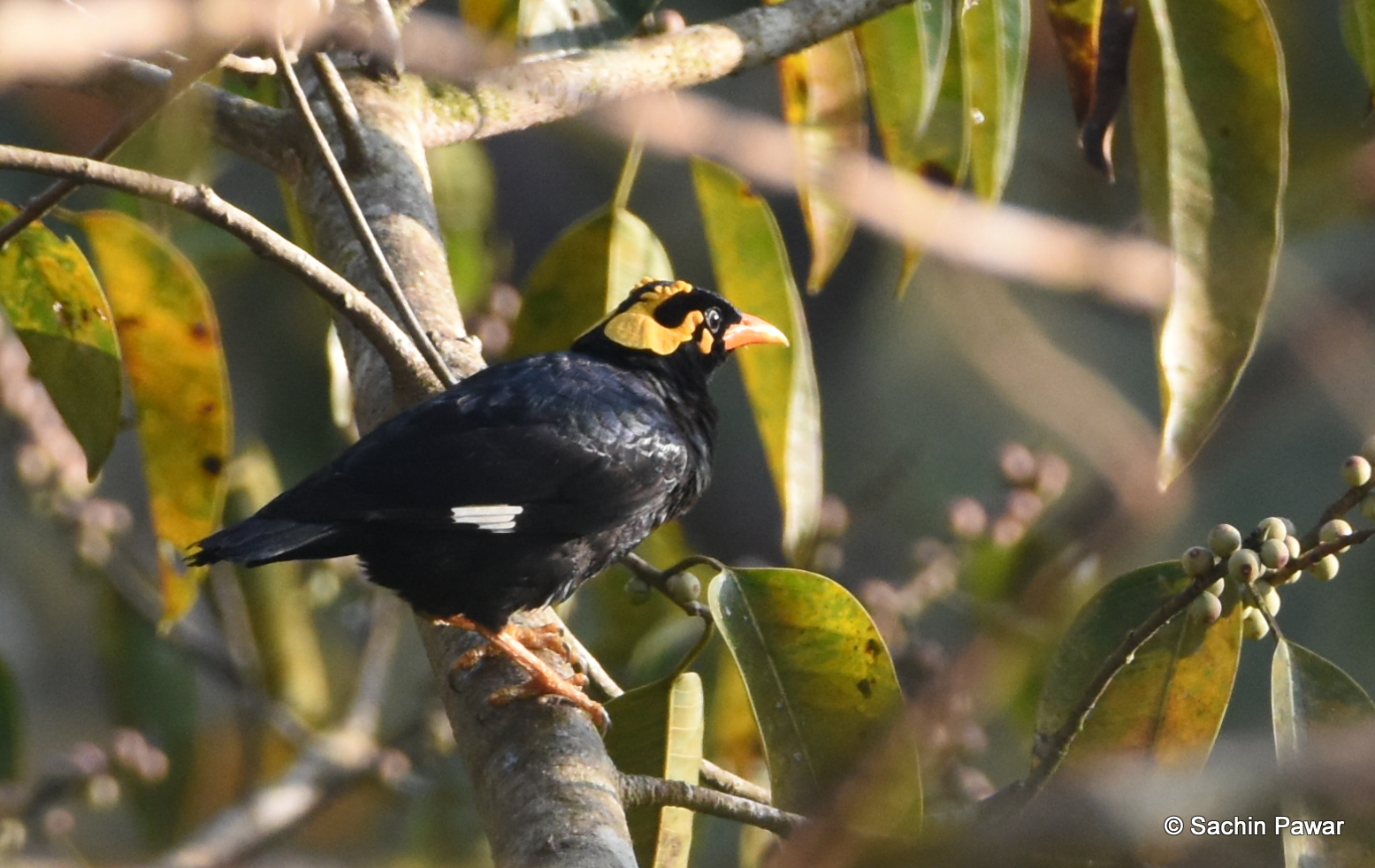 Perching Birds